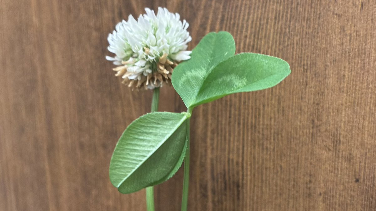 Renge0363's tweet photo. 火曜日に摘んだ四つ葉のクローバー、
夜になるとそっと葉を閉じます。
植物もお休みモードへ🍀

就眠運動

昼は光を受けるために開き、夜は休むために葉を閉じる。
自分を守るための、植物のやさしいリズムなのだそうです。

夜はそっと閉じて、ひと休みできますように🌙 https://t.co/BN8AL1qRVL