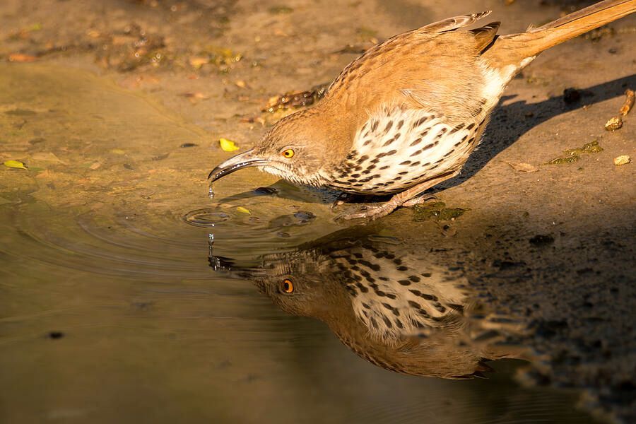 DebraMartz's tweet image. A Long-billed Thrasher I observed in South Texas with a great reflection!
redbubble.com/shop/ap/170128…  @DebraMartz

#LongBilled #Thrasher #reflection #drinking #droplets #bird #birds #aves #avian #BirdLovers #featheredFriends #ornithology #photography #giftideas