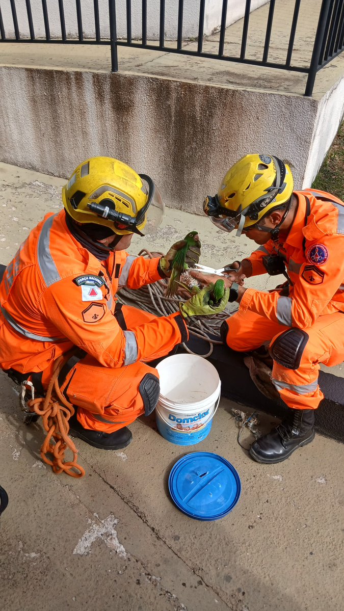 Bombeiros_MG's tweet image. Na tarde de ontem, a 7ª Cia Independente do Corpo de Bombeiros, sediada em Pouso Alegre, resgatou duas maritacas que estavam presas a aproximadamente 15 metros de altura, na beira do telhado do quarto pavimento de um edifício residencial. Bombeiros salvaram as aves.

#bombeiros