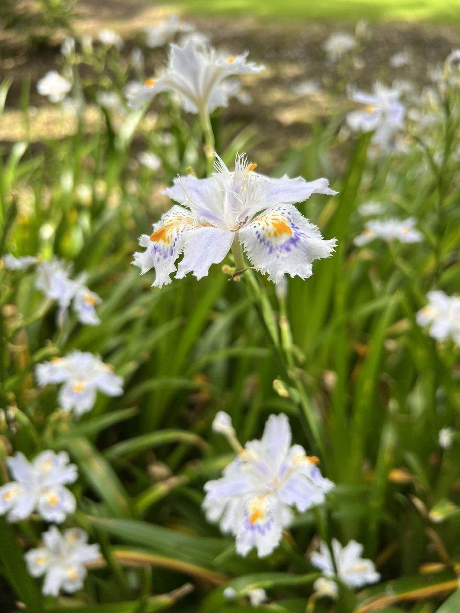 まつゆき🌷🌈Seiko ꕤ︎︎·͜· tweet media