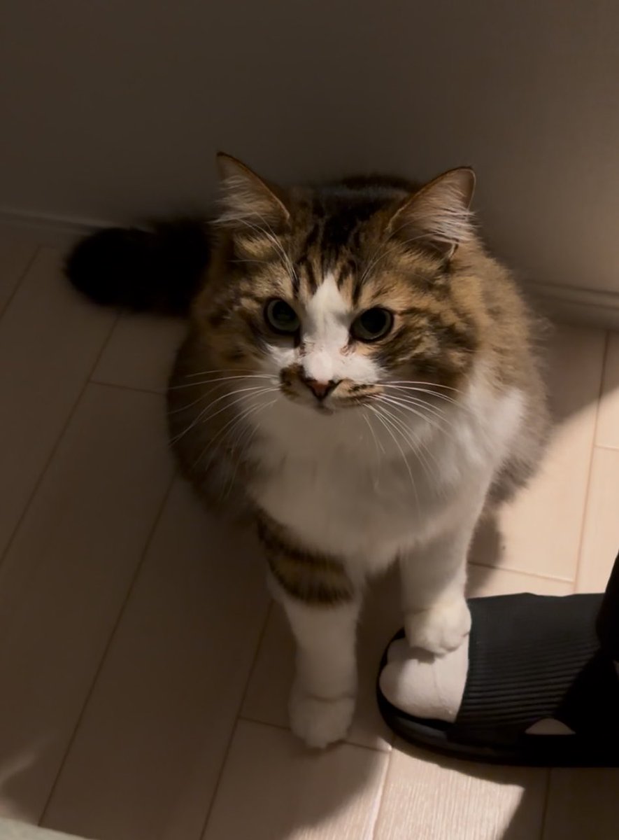 ほたてくん tweet media