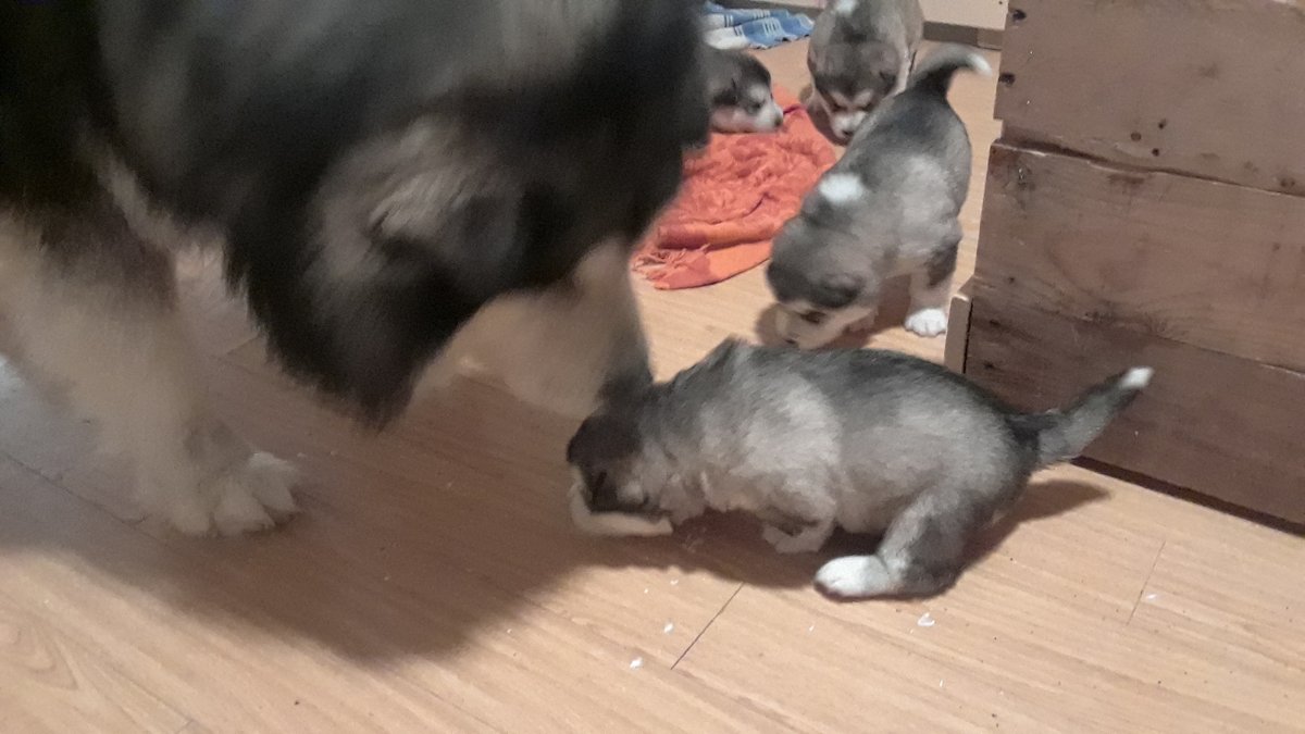 Robert Pfuetzenreuter tweet media