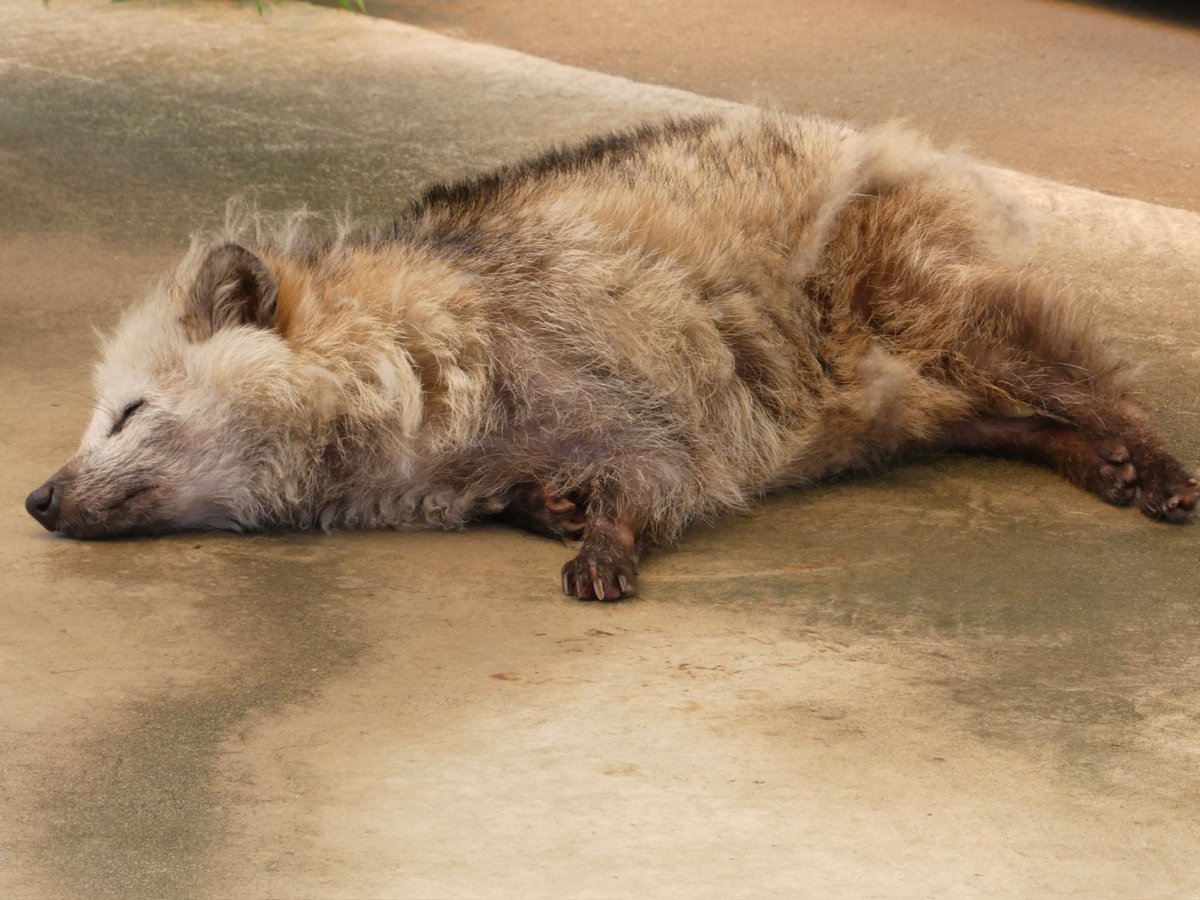 ちゅーる tweet media