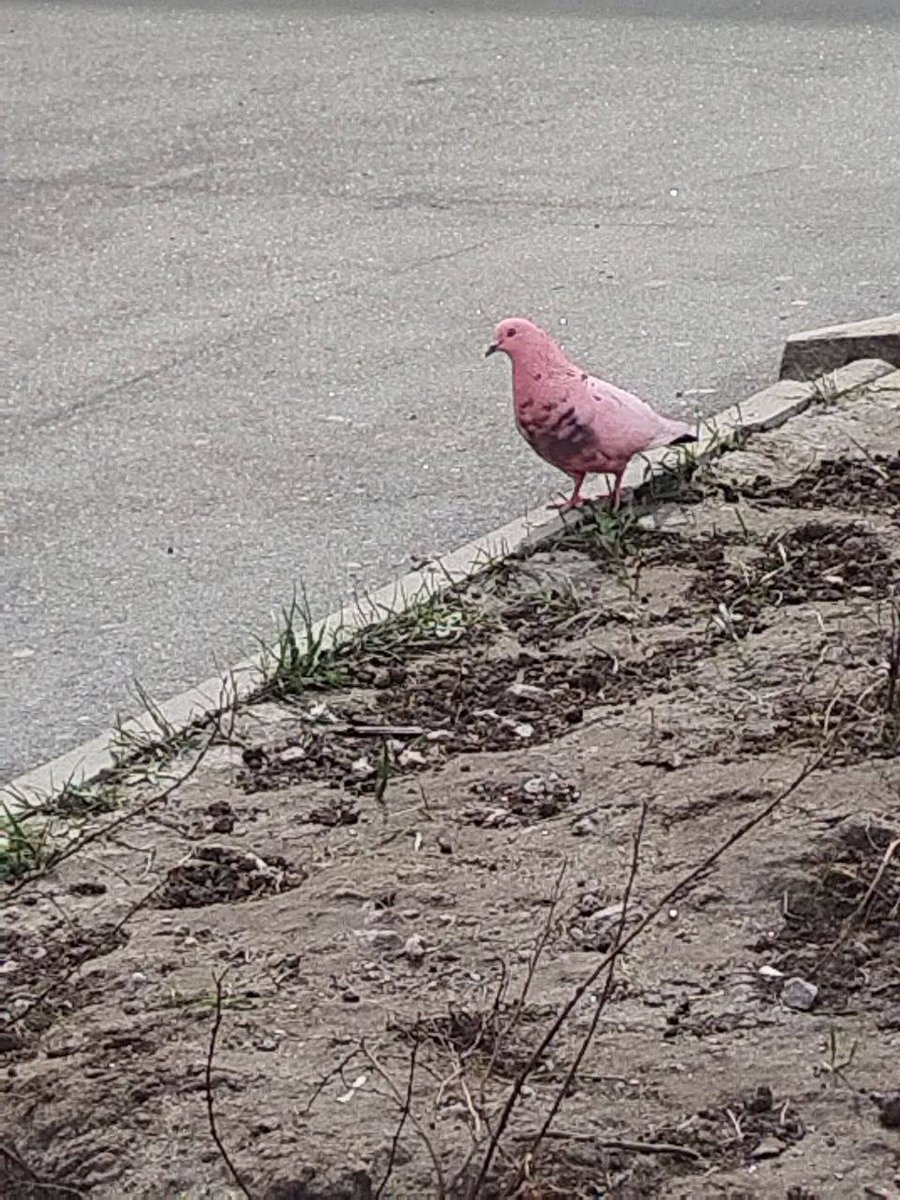 Дикий Петербург tweet media