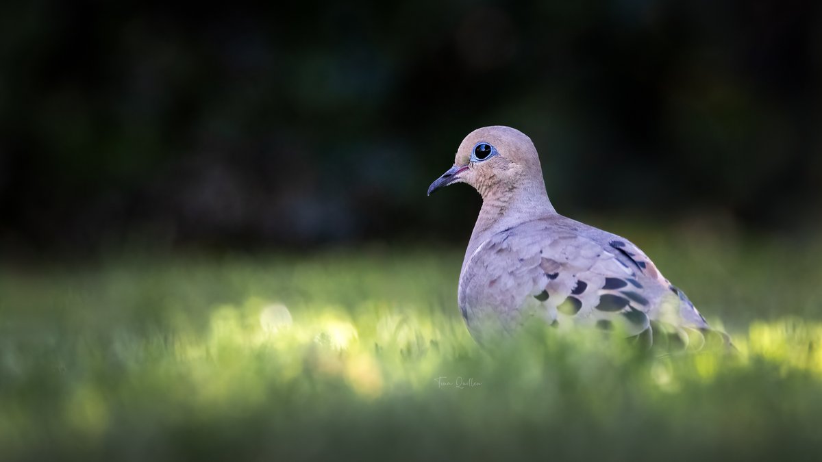 aHeartSoFull's tweet image. Today we are putting a spotlight on the color GREEN.

Share away my friends!

#Green #nature #wildlife #photographychallenge