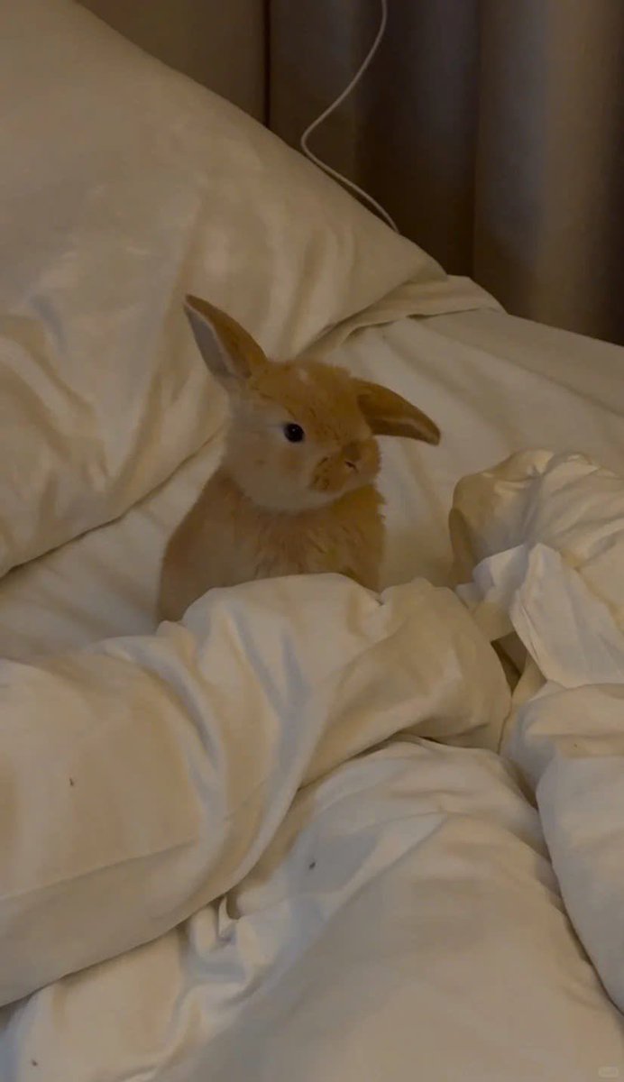 WHY YOU SHOULD HAVE A BUNNIES tweet media