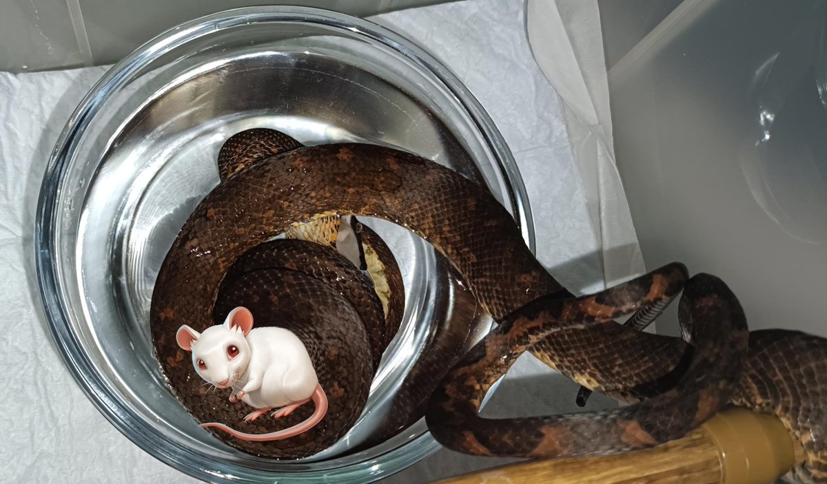 Rodentias's tweet photo. ビブロンの水に沈める食べ方🐁
何回見てもこわい🐍 https://t.co/S8xw3czaTQ