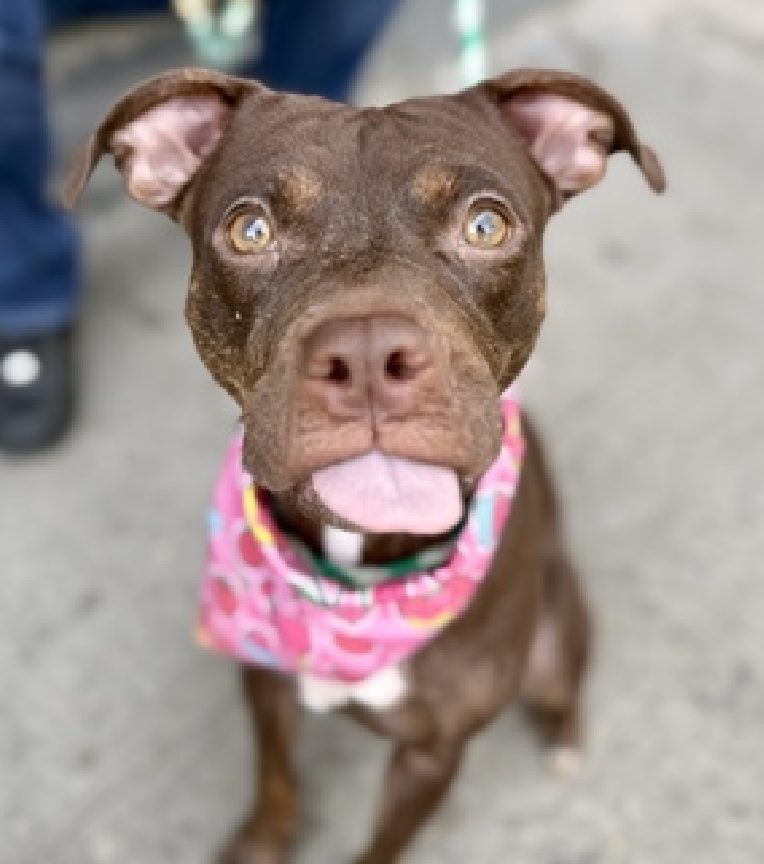 NMBewitched's tweet image. Nutcracker💔🎯
New Dog on the Block 
nycacc.app/#/browse/251768 
Rescue Only 
#FosterMe
#Pledge4Rescue  

We will 1 chance to save her life🔥
Petrified of other dogs😰
Who knows what this tiny young girl has endured😔

She loves treats, like to have pictures taken
Need an