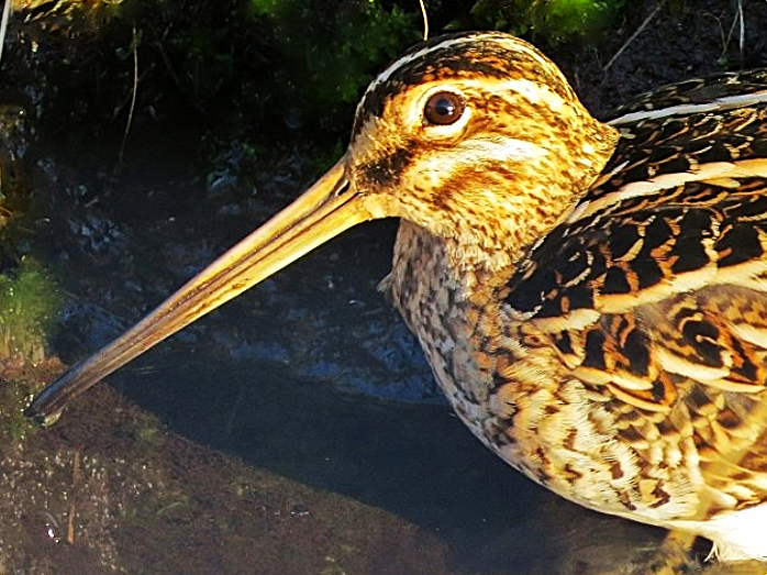 GordonBlackett's tweet photo. After finding a Snipe resting in a drainage ditch during a stroll on local farmland this morning, I took a quick photo and left him in peace. A few minutes later he was up and drumming in the spring sunshine high overhead. @teesbirds1 @waderquest https://t.co/9OkSAVHOM2