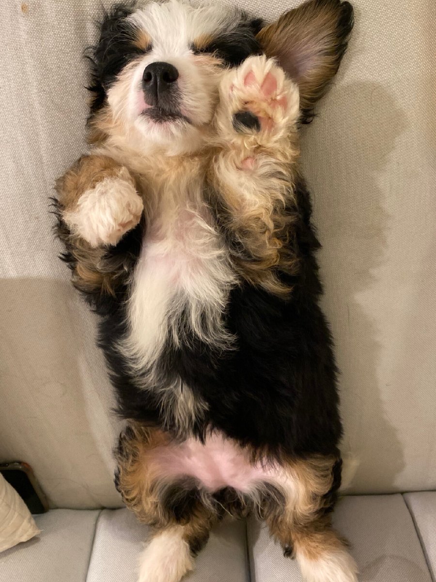 Audrey Poulsen tweet media