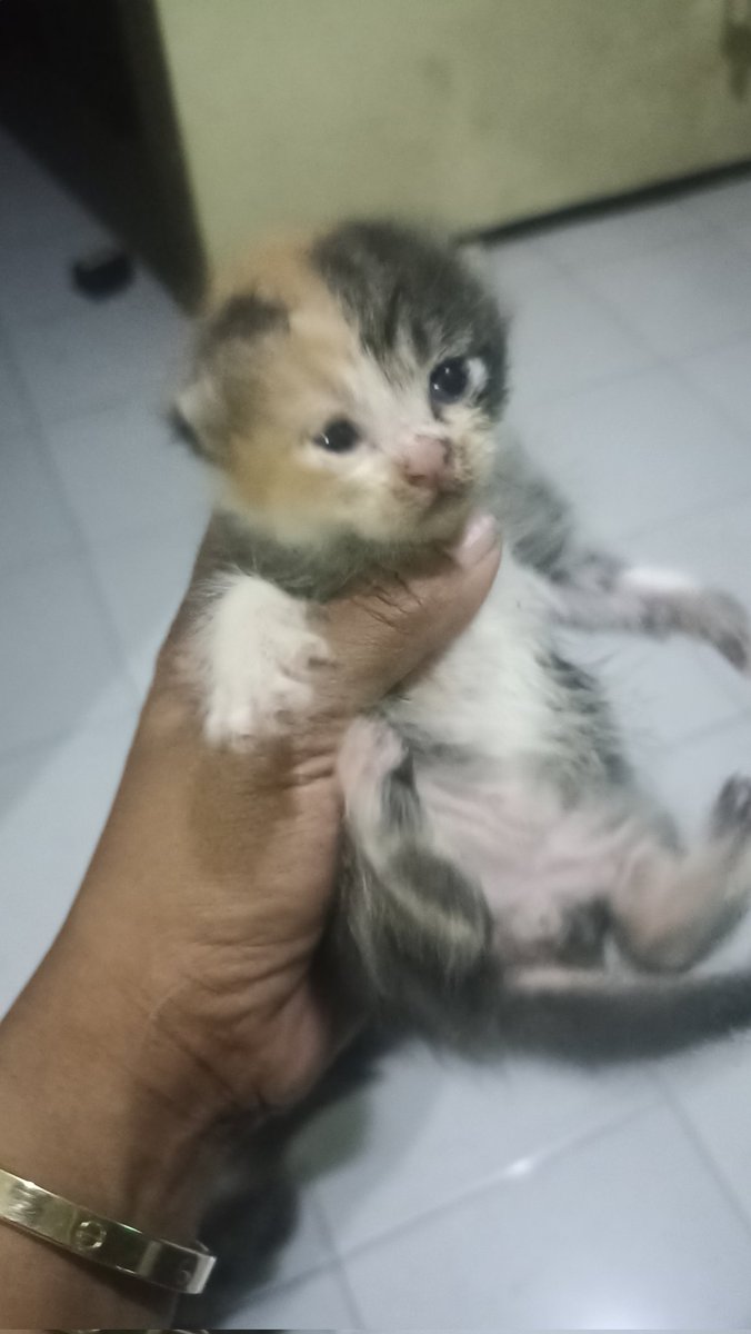 mamia #Di Rumah Aja tweet media