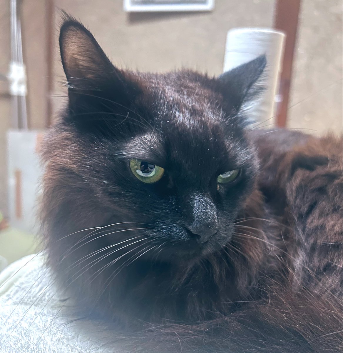 井上彼方 tweet media