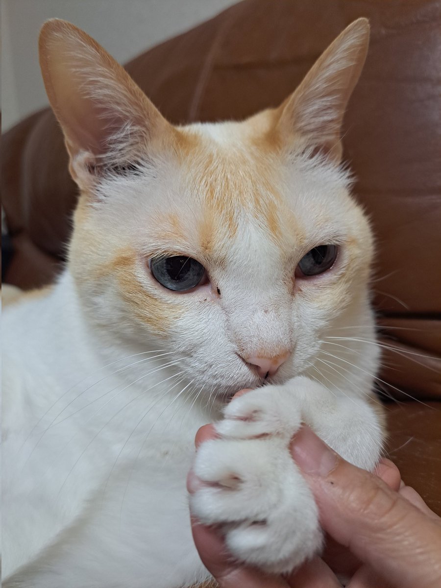 むつきHoney🧡💙히토미 tweet media