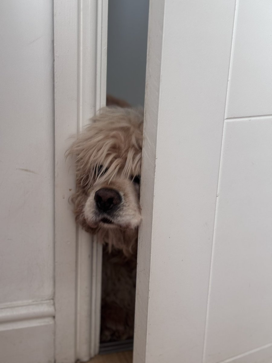 SpanielsSuper's tweet photo. @CarolSibbald2 Mum put a nasty catch on it to stop us from getting in to Martha’s room to eat her food #SoMean
Cat food is soooooo delicious 😋
We can get our noses I. To smell the deliciousness….. but no further #Mean https://t.co/bg2LzH02wK