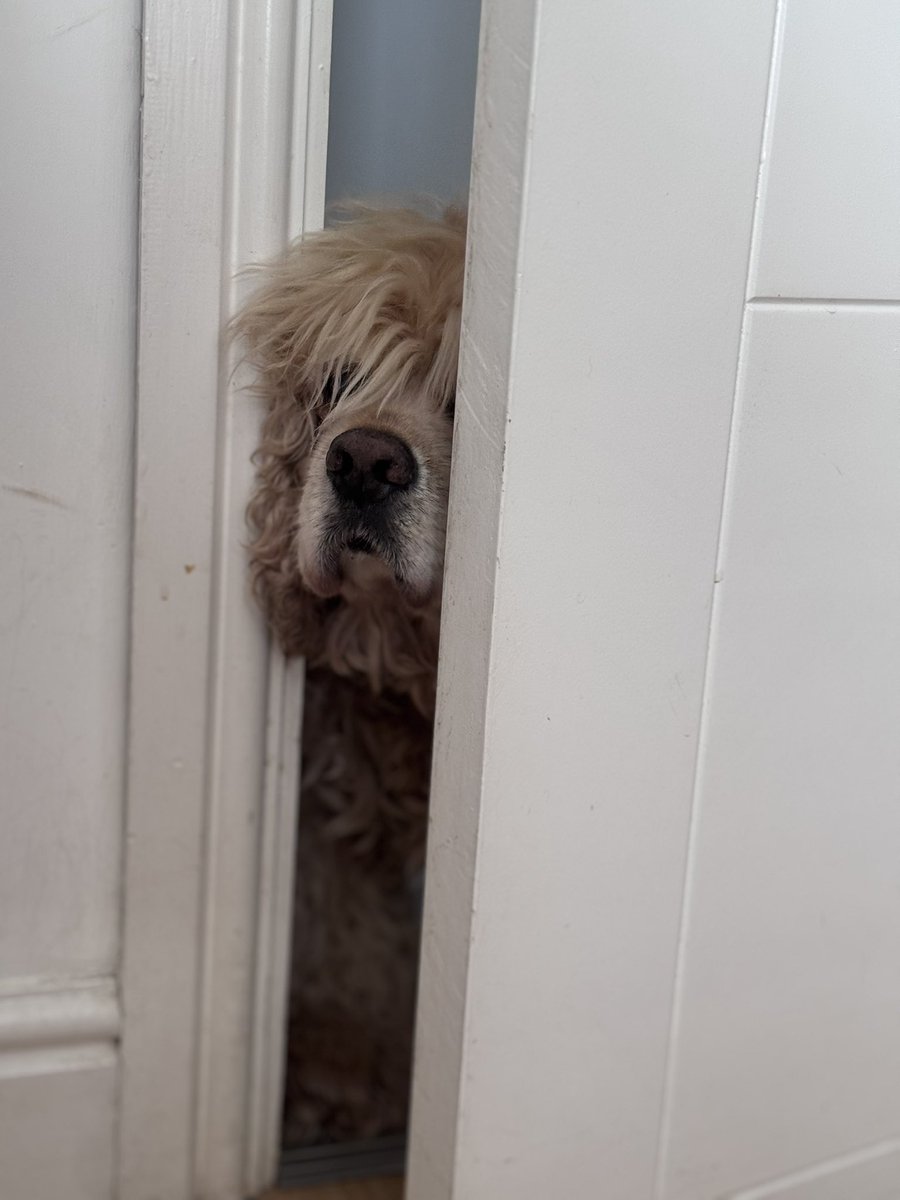 SpanielsSuper's tweet photo. @CarolSibbald2 Mum put a nasty catch on it to stop us from getting in to Martha’s room to eat her food #SoMean
Cat food is soooooo delicious 😋
We can get our noses I. To smell the deliciousness….. but no further #Mean https://t.co/bg2LzH02wK