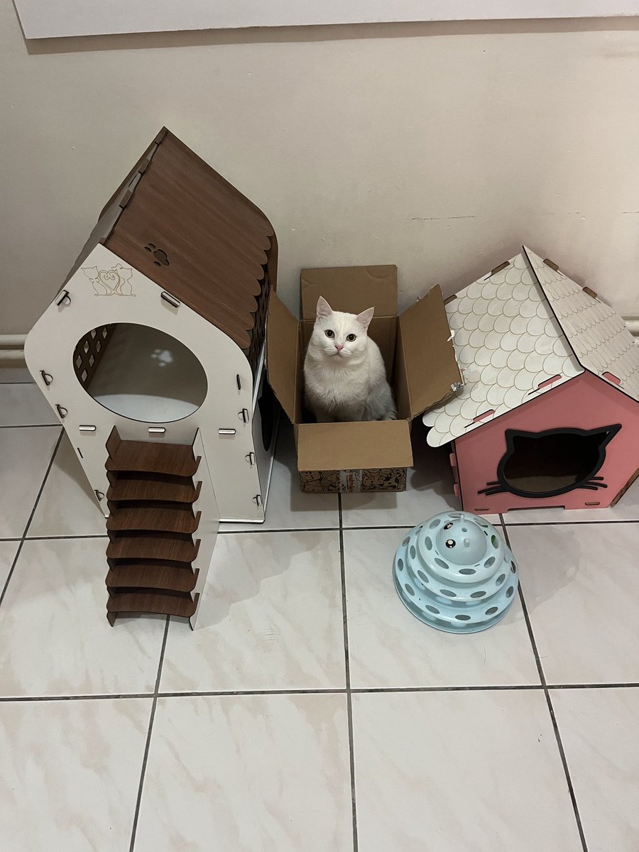 sokak kedisi tweet media