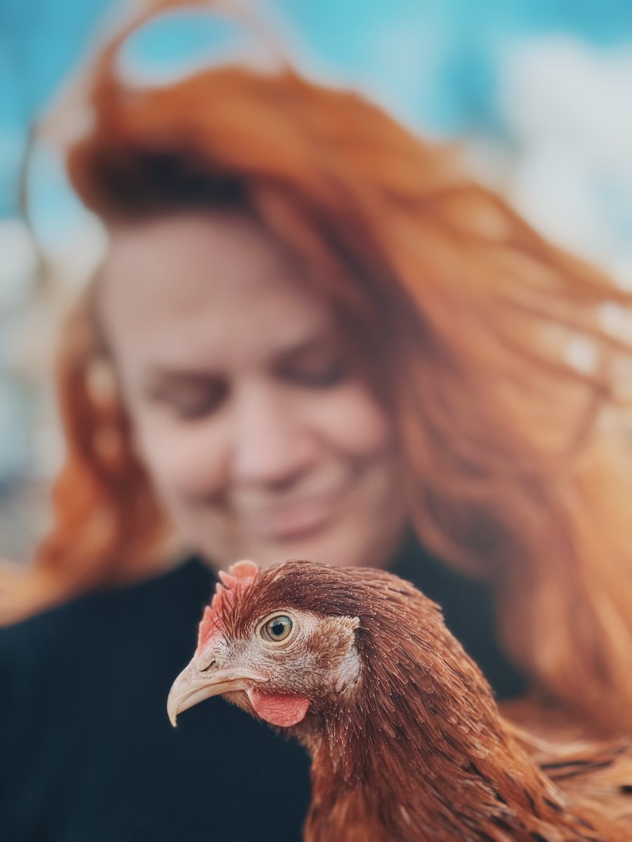 illinifellow's tweet photo. 🐓 https://t.co/mpdk5dNOUz
