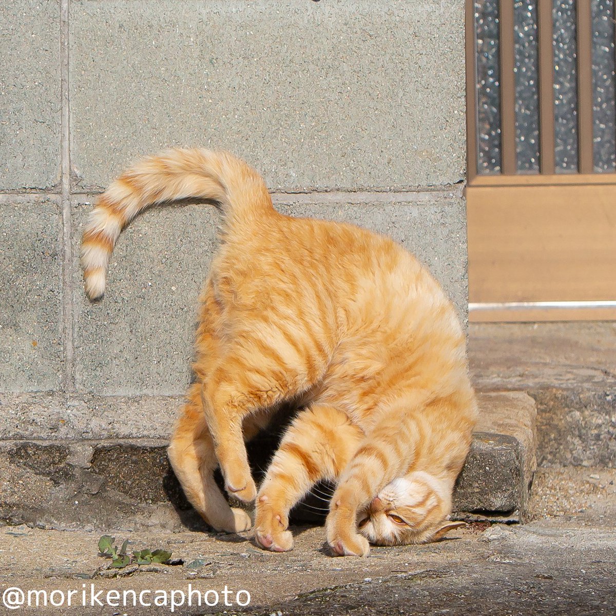 猫写真家 森永健一｜Comedy Pet Photo Awards 2022 日本人初の一位 tweet media