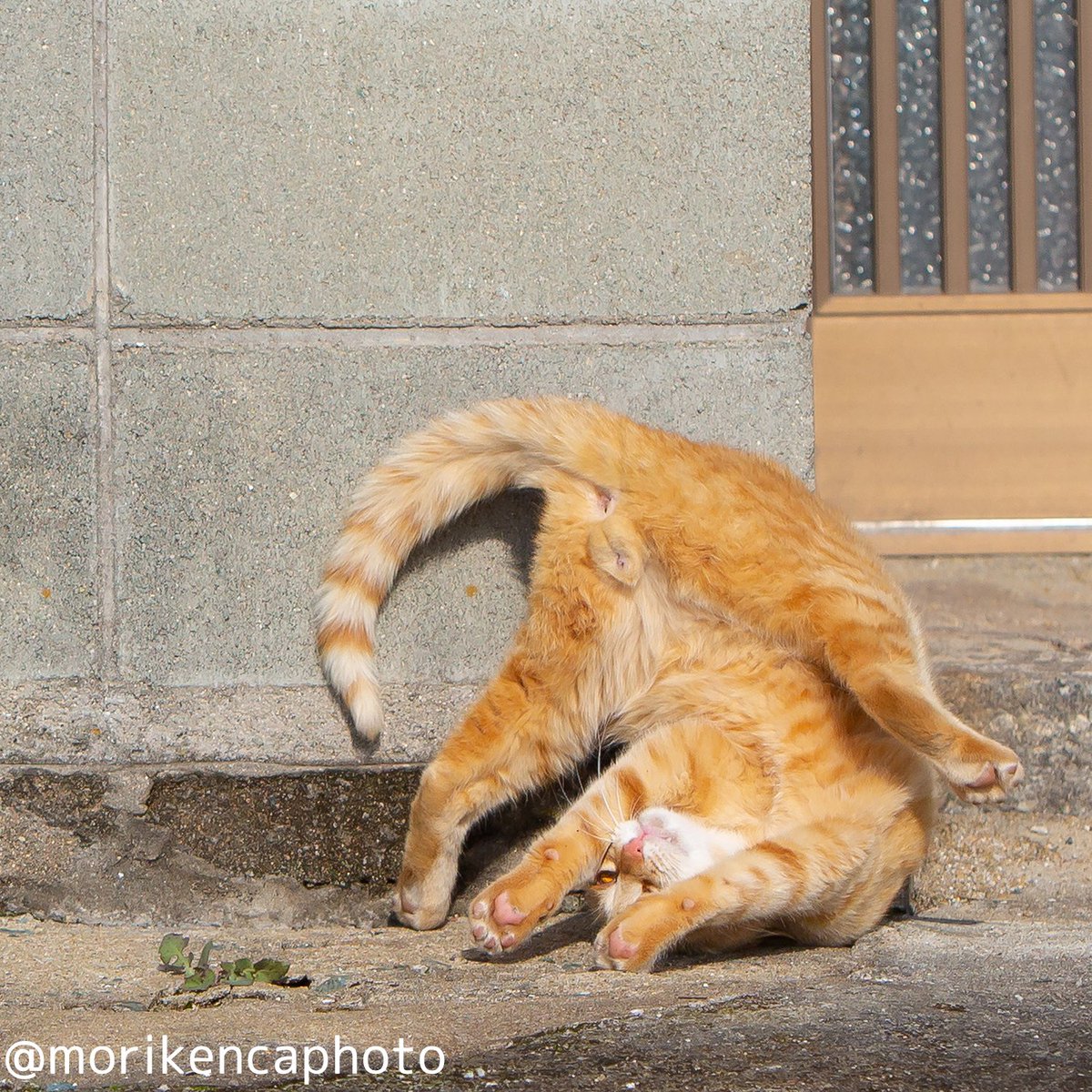 猫写真家 森永健一｜Comedy Pet Photo Awards 2022 日本人初の一位 tweet media