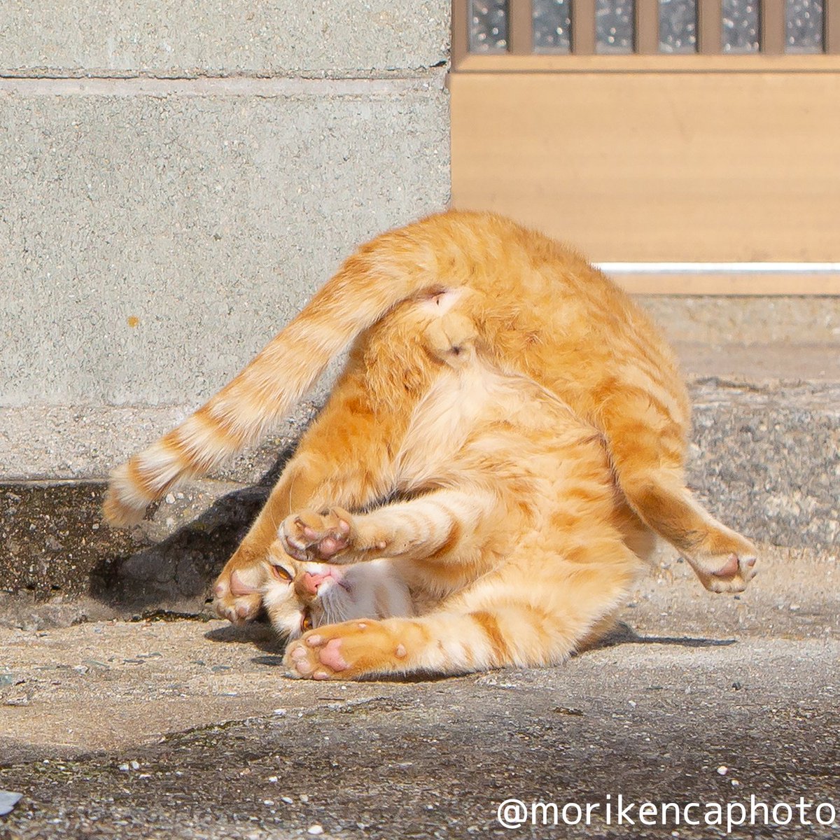猫写真家 森永健一｜Comedy Pet Photo Awards 2022 日本人初の一位 tweet media