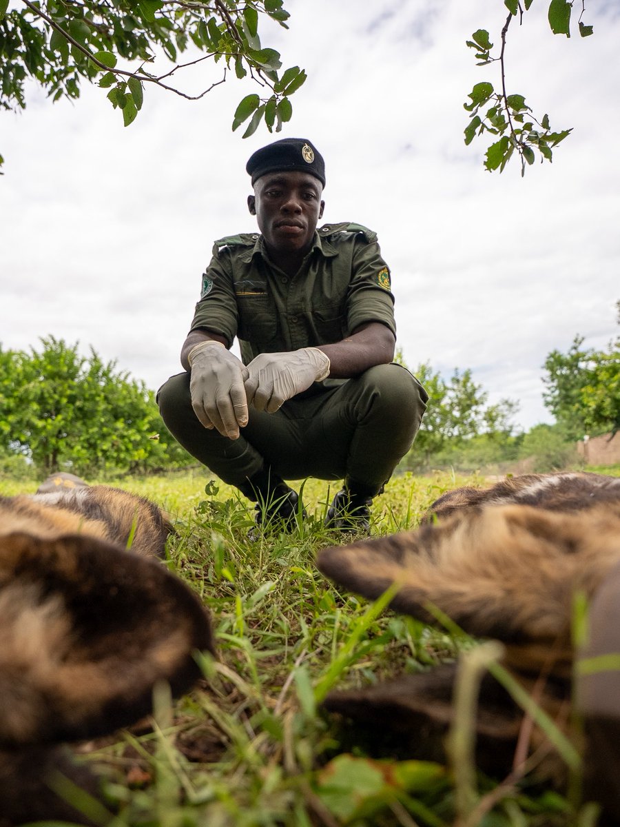 Zimparks tweet media