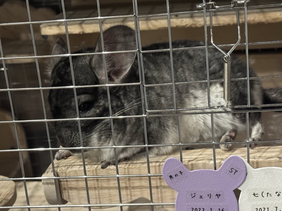 佐藤祐吾 tweet media