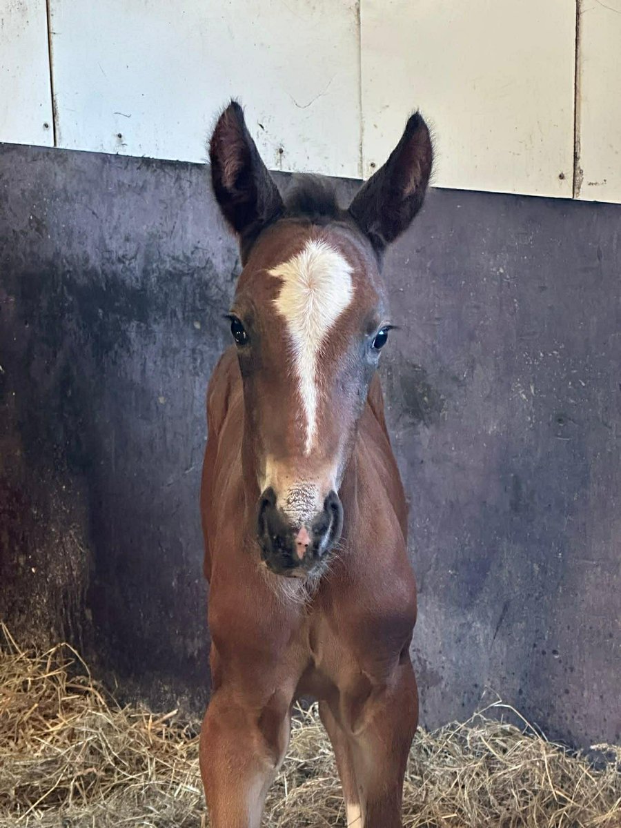 StallSofo's tweet photo. Stall Kristian Lindberg fick i veckan en fin hingst efter Fame and Glory och sin egna stjärna Himalaya Sisu som tjänade över en miljon för Kristian. 
Vi gläds extra mycket för hela stallet och önskar lycka till med killen 🌟 https://t.co/Lrmc3C3D6s
