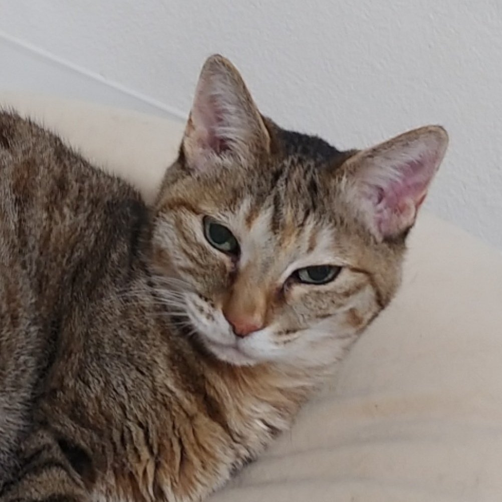 寝てたとこ邪魔されて目真っ黒ﾈｯｺﾁｬｺﾞﾒﾝﾈ