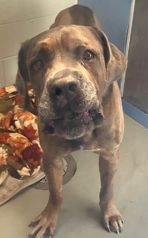 NMBewitched's tweet image. Ashen💔🎯
New Dog on the Block 
nycacc.app/#/browse/252258 
Rescue Only 
#FosterMe 
#Pledge4Rescue 

#CaneCorsoLovers 
#BIGLOVE #GentleGiant 
Ashen is a Big Baby 
He is scared of his shadow😰

Loves treats, will be social w/ handlers who move slow, use a soft voice.
He just wants to