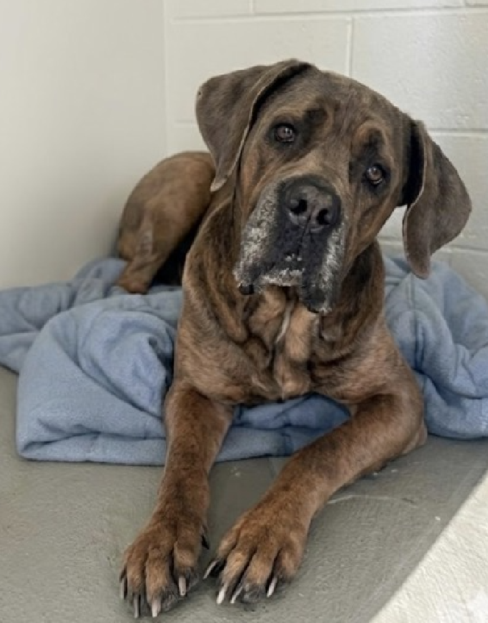 NMBewitched's tweet image. Ashen💔🎯
New Dog on the Block 
nycacc.app/#/browse/252258 
Rescue Only 
#FosterMe 
#Pledge4Rescue 

#CaneCorsoLovers 
#BIGLOVE #GentleGiant 
Ashen is a Big Baby 
He is scared of his shadow😰

Loves treats, will be social w/ handlers who move slow, use a soft voice.
He just wants to