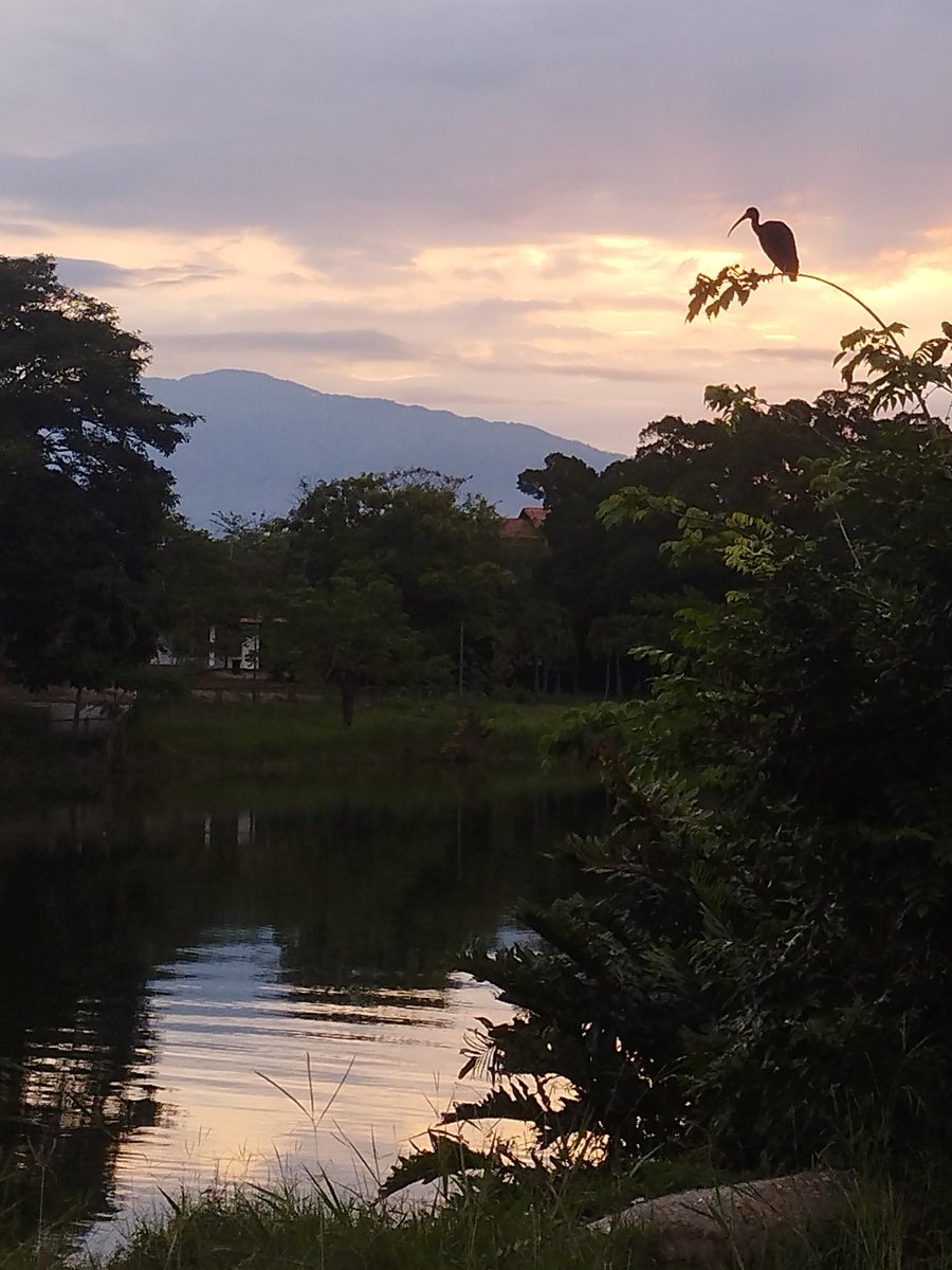 MueveteCasarapa's tweet photo. – ¿Dónde...? 
– En el Parque José María Cartaya, donde... ¡el espectáculo es la naturaleza!

Nueva Casarapa, #Guarenas.
#PJMC https://t.co/dFeo7N7Xz4
