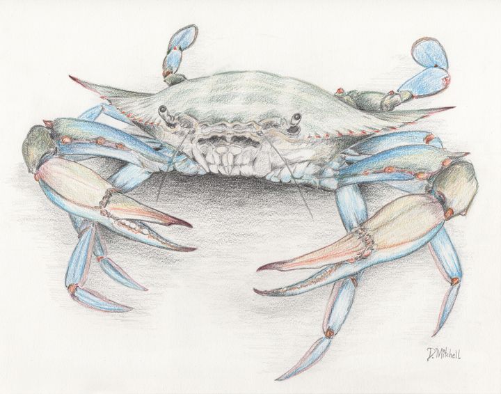 DmitchellArts's tweet photo. Art of the Day! "Blue Crab". Buy at: https://t.co/J6evkWfJ6J https://t.co/qSEZiZvhFZ