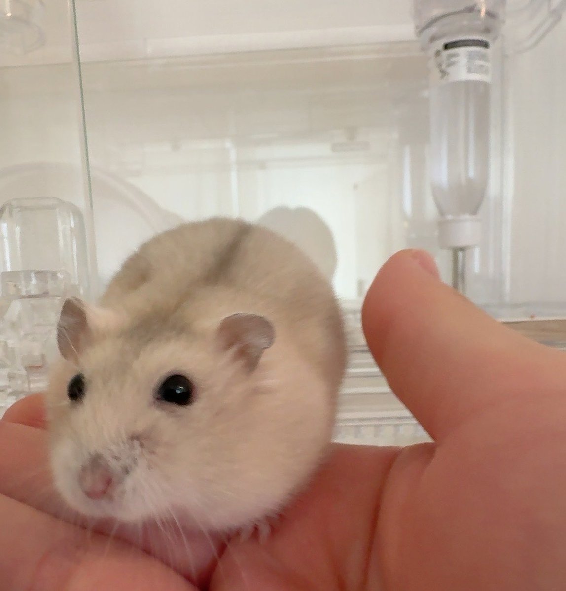 ﾊﾑｽﾀかわいい tweet media