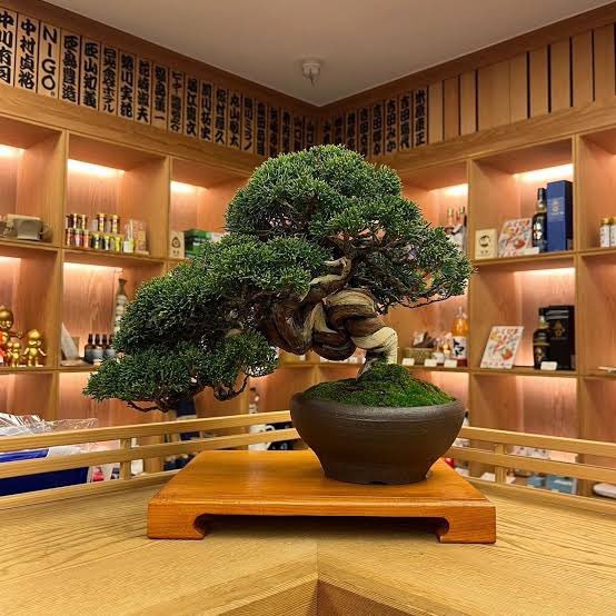 🇯🇵星空音夢🇯🇵🧀Cheese police 👮 tweet media