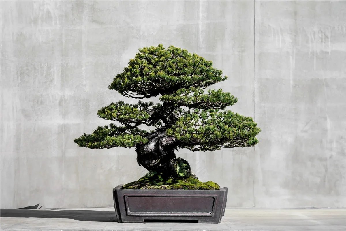 🇯🇵星空音夢🇯🇵🧀Cheese police 👮 tweet media