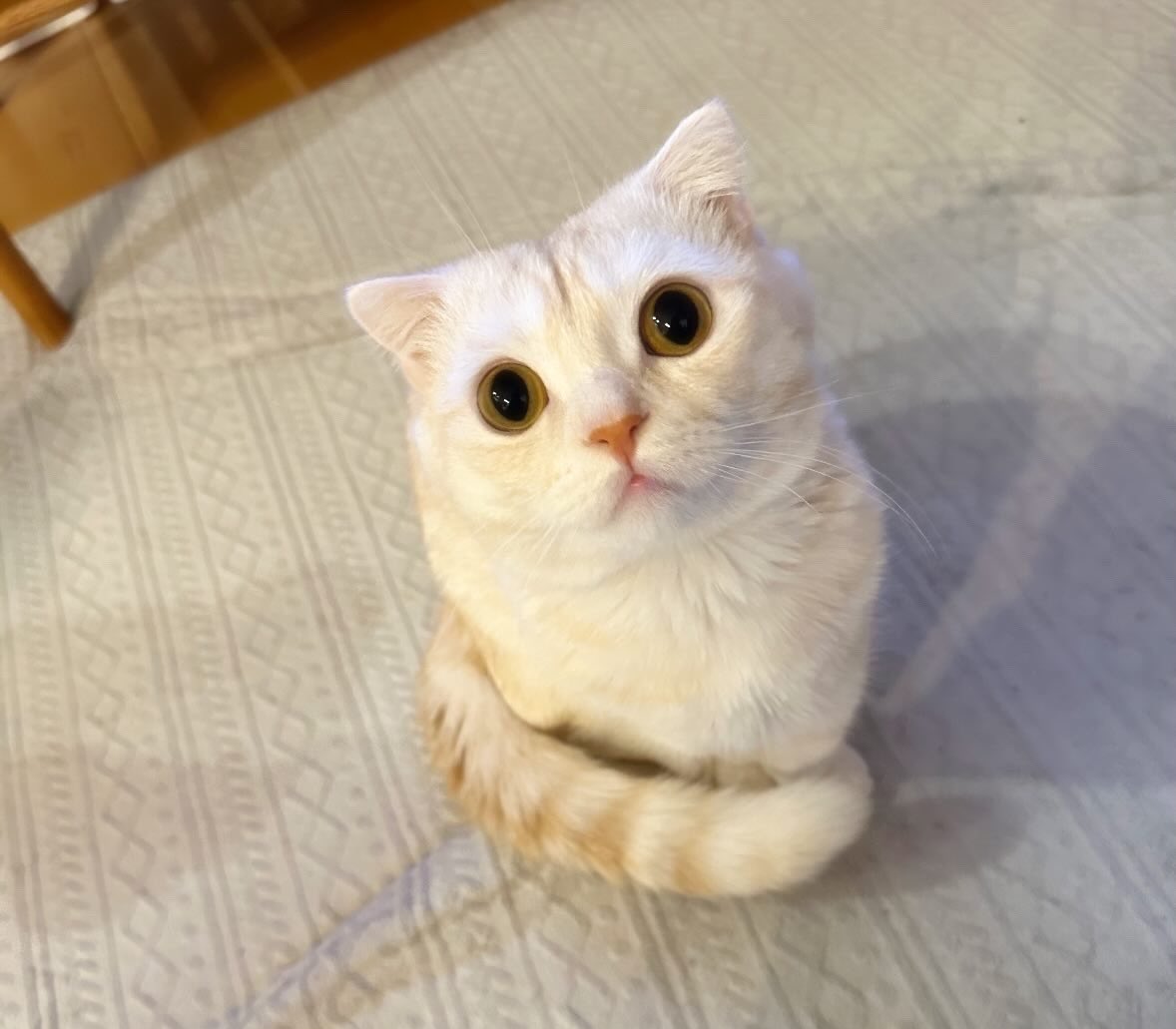 𝖕𝖔𝖒𝖚🦋 tweet media