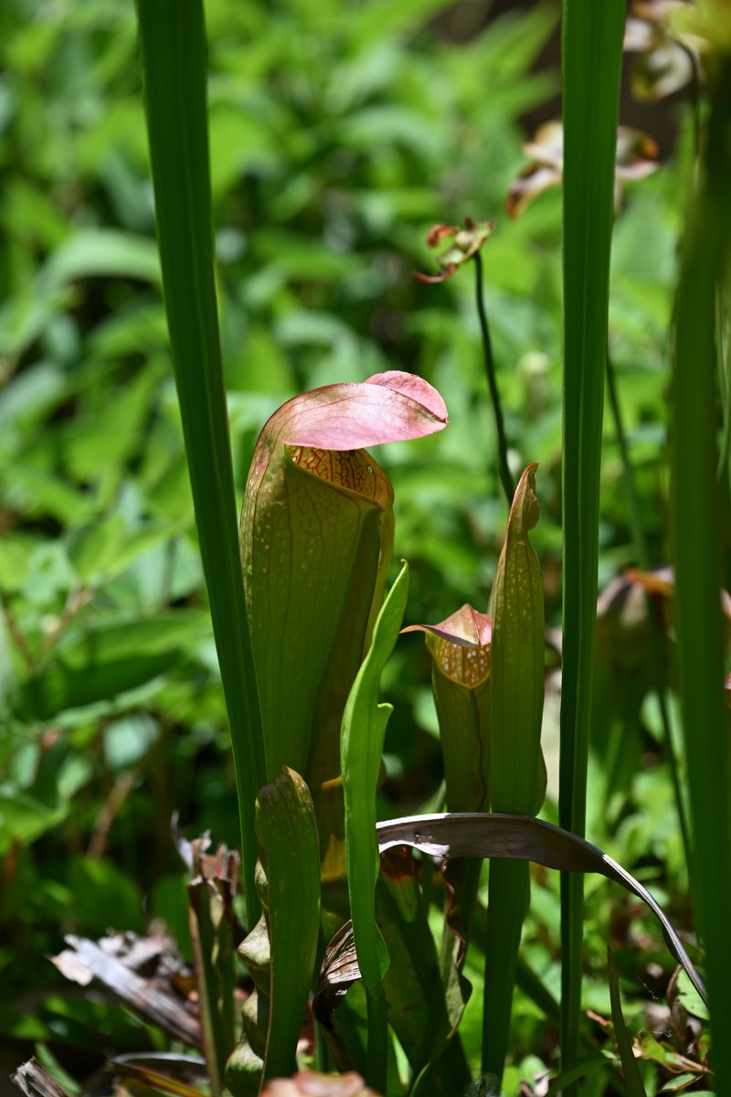 Huginn767's tweet image. Today we are putting a spotlight on the color GREEN.  

Share away my friends!  

#Green #nature #wildlife #photographychallenge