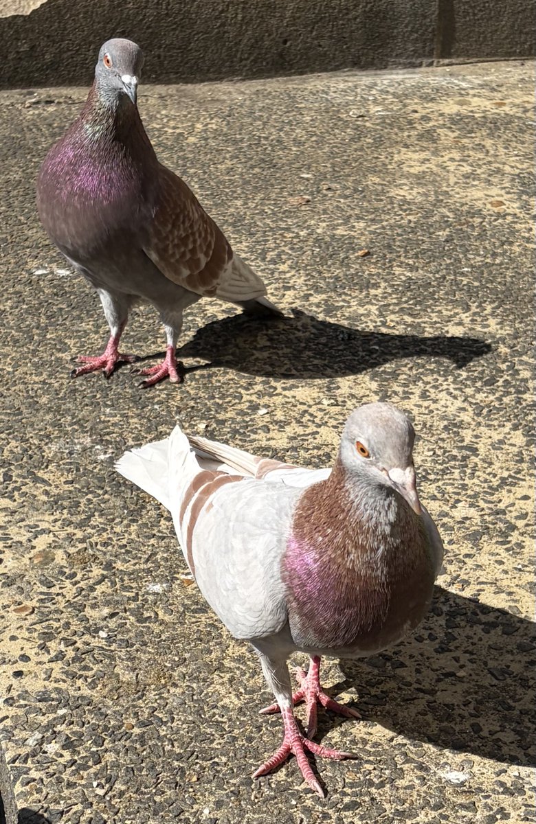 BromptonBunch's tweet image. I suspect pale pink newbie &amp;amp; James are related #Pigeons