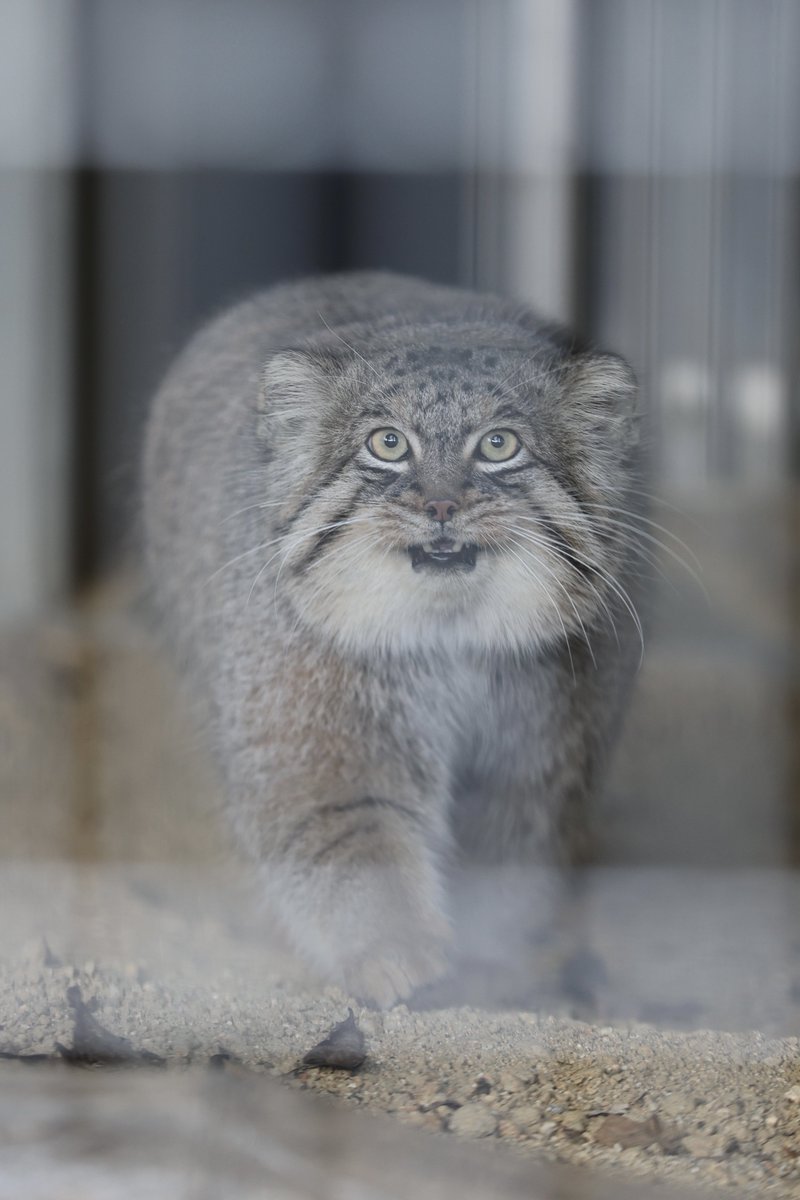 まおっぺ tweet media