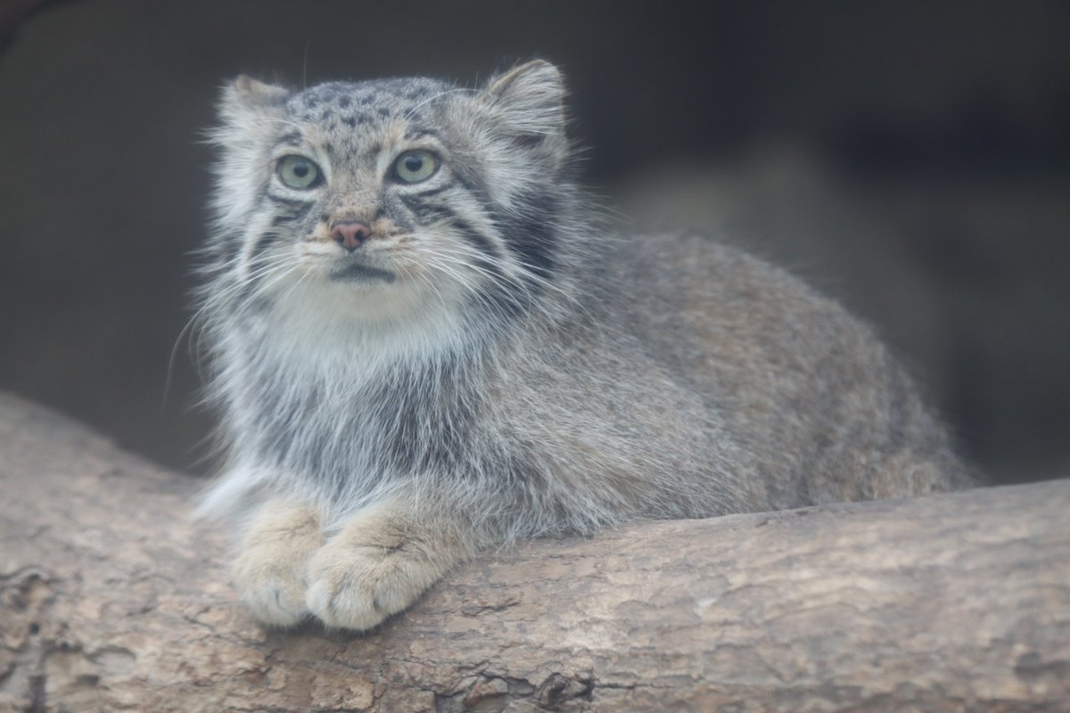 まおっぺ tweet media