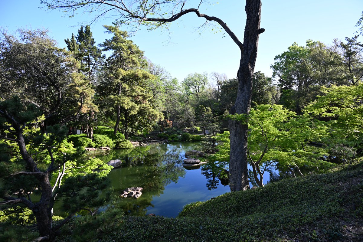 Huginn767's tweet image. Today we are putting a spotlight on the color GREEN.  

Share away my friends!  

#Green #nature #wildlife #photographychallenge