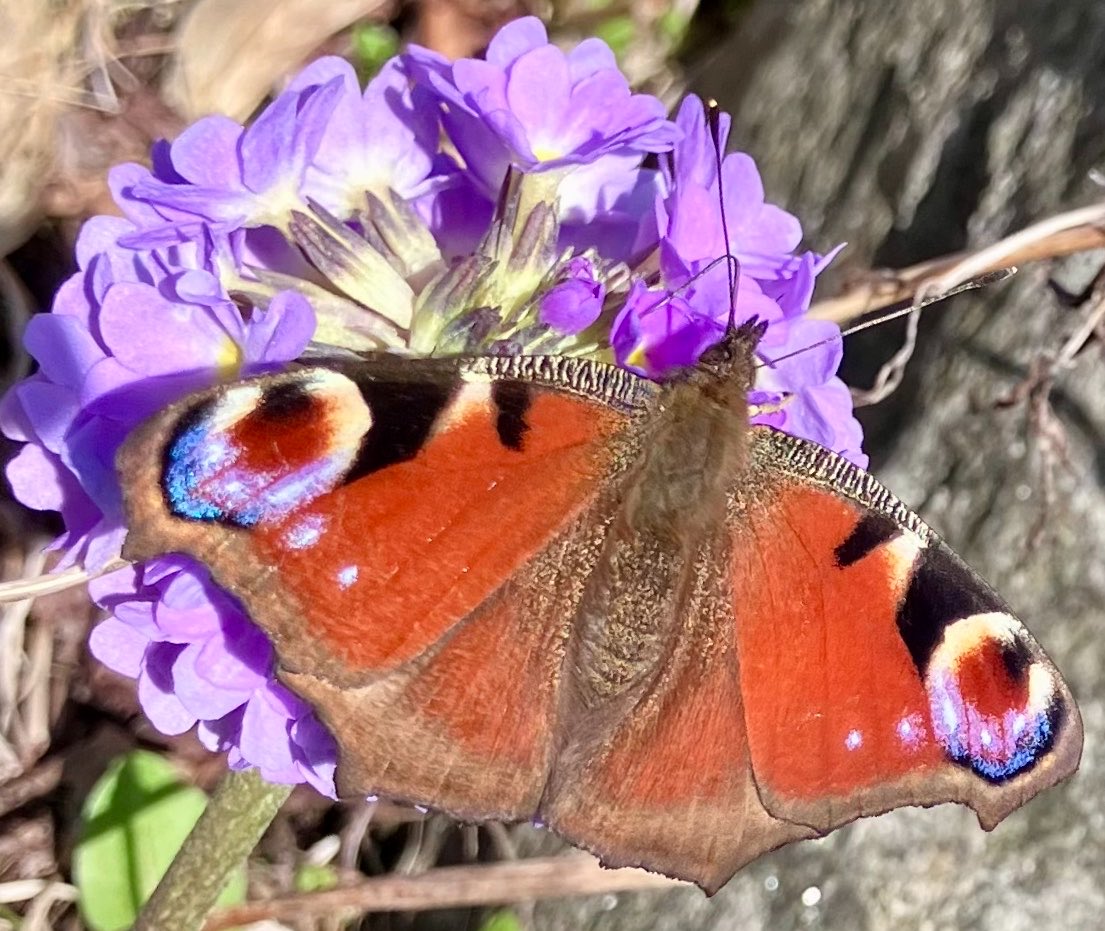 cloudymamma's tweet image. The sunshine is out and so are the gorgeous Peacock Butterflies in my garden 

Scottish Highlands 

#butterflies #Nature 
#Scotland