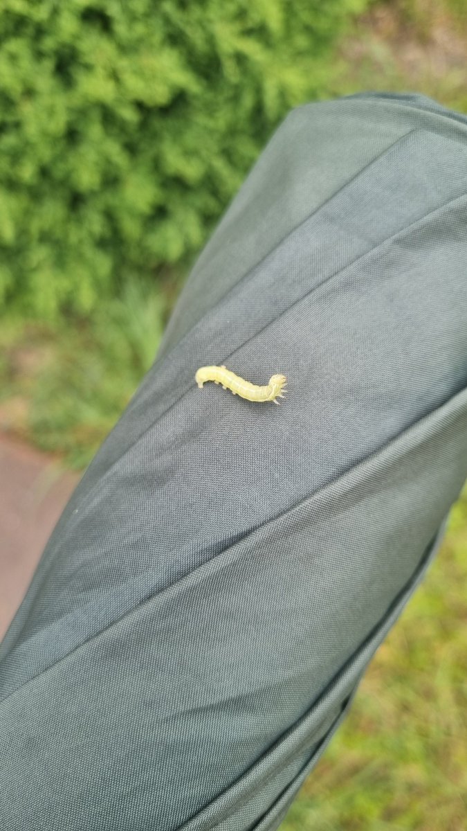 mein freund heiße König