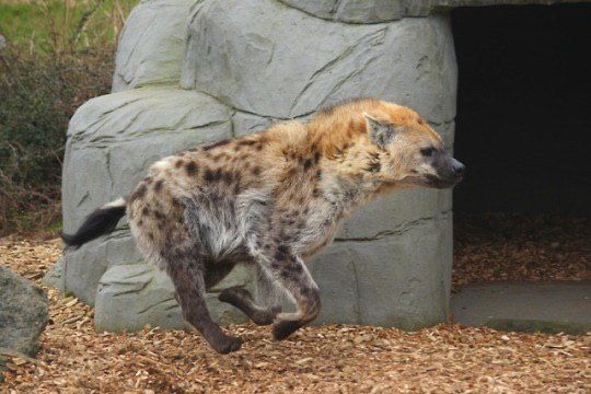 Halley the Merp 🇨🇴 🧀 tweet media