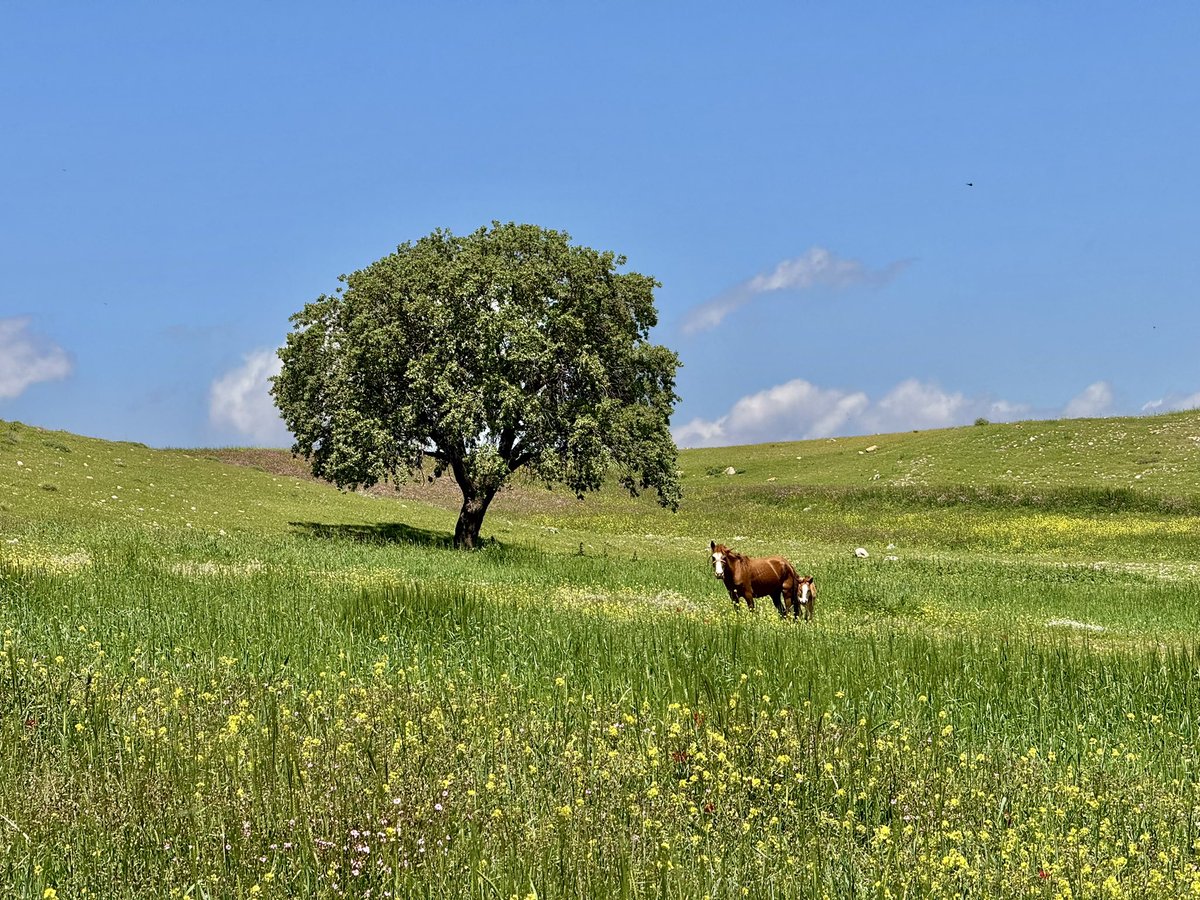 Ali Salehi tweet media