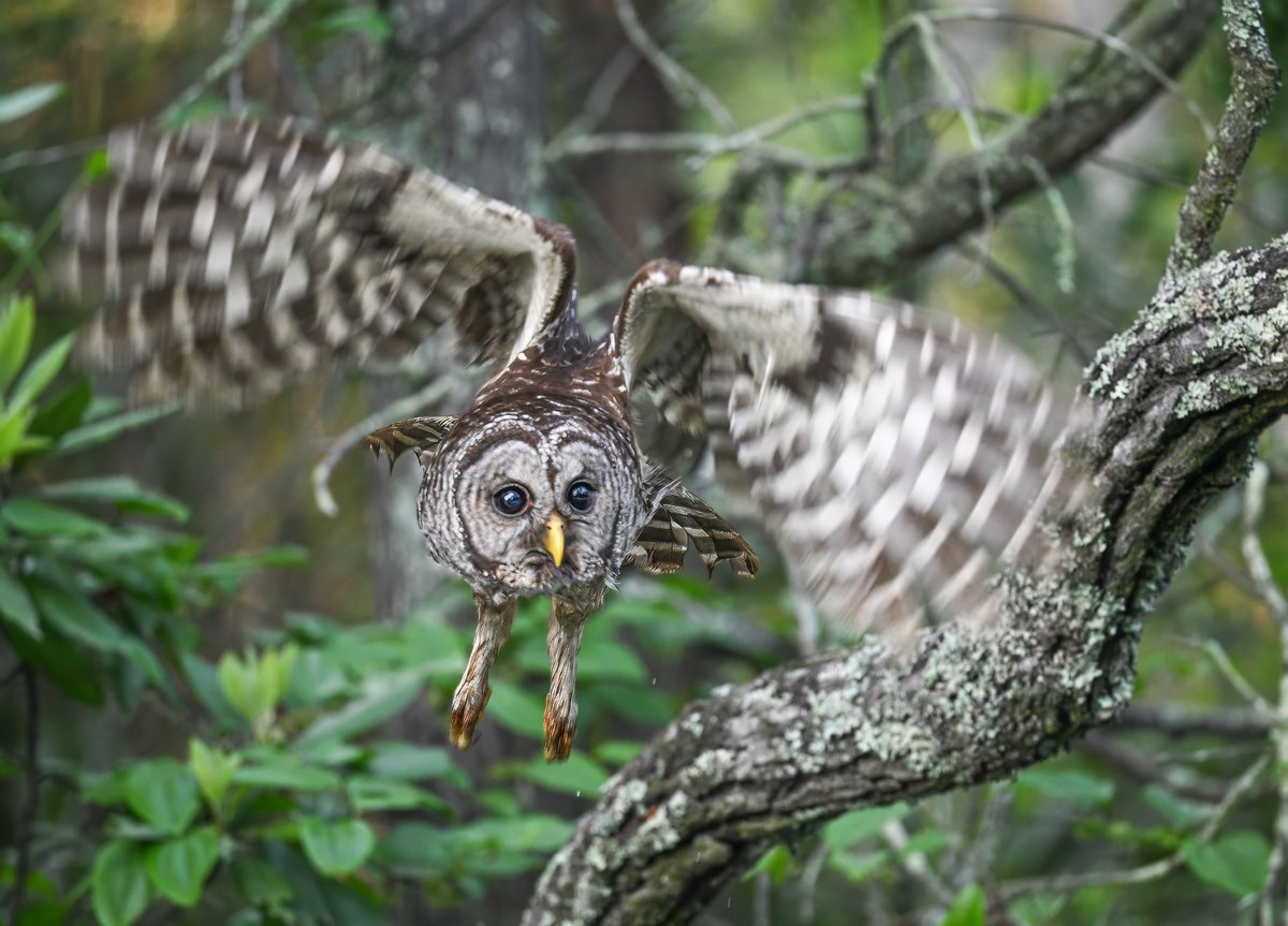 ParamClicks's tweet image. The Eyes Have it—This barred owl takes direct eye contact to a whole new level @ Alligator River National Wildlife Refuge, North Carolina, USA. (2026-04-18) #NaturePhotography #TwitterNatureCommunity #BBCWildlifePOTD #ThePhotoHour #owl #eyes