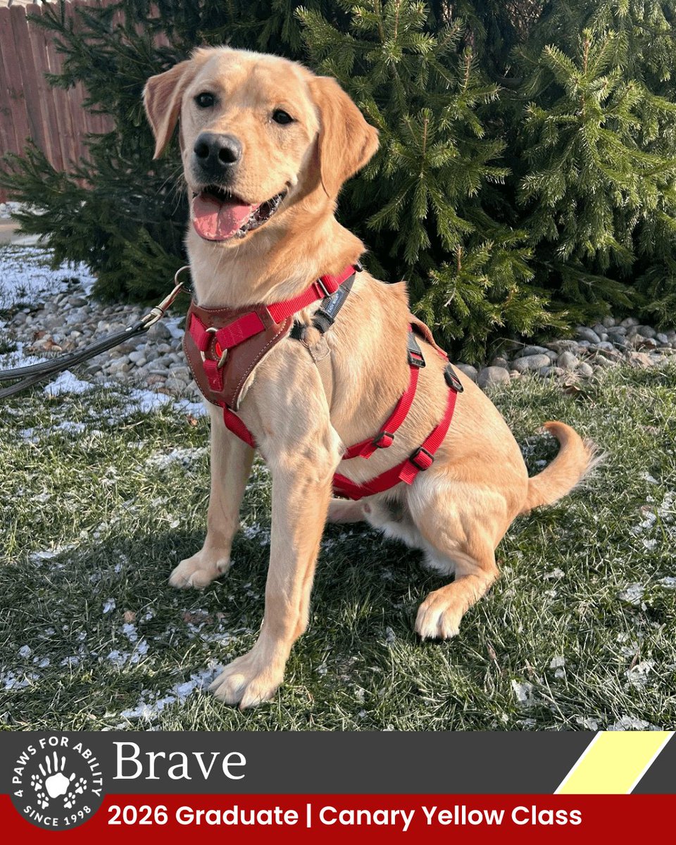 4 Paws For Ability tweet media
