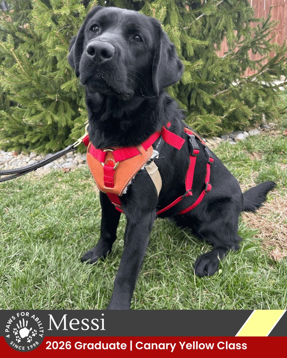 4 Paws For Ability tweet media