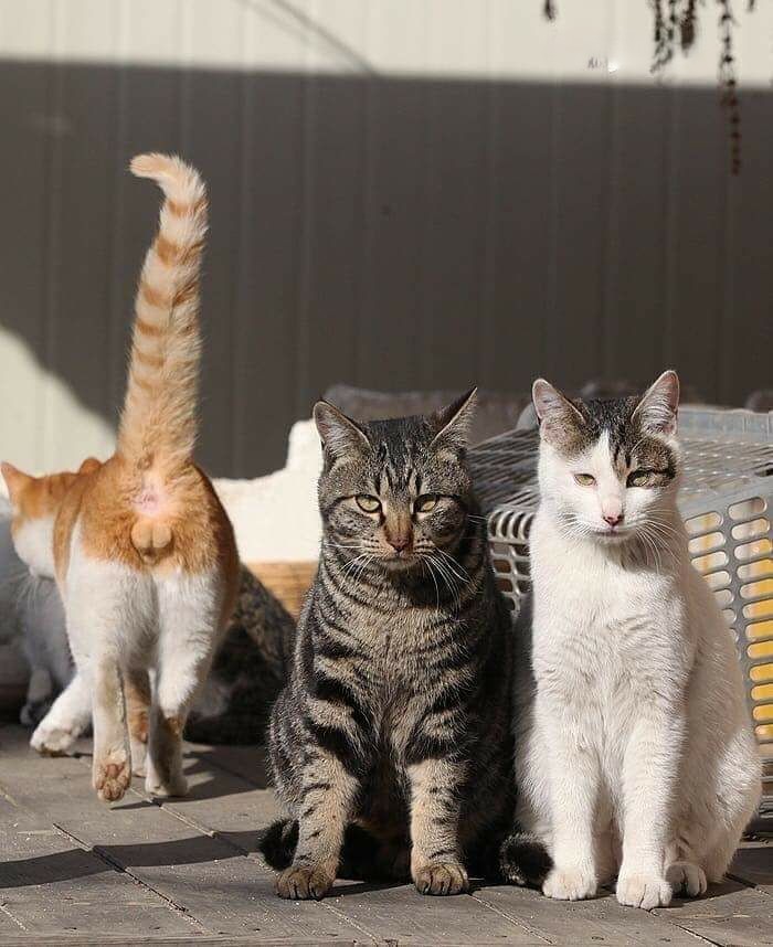 Epic Animals (@epicanimalsx) on Twitter photo 