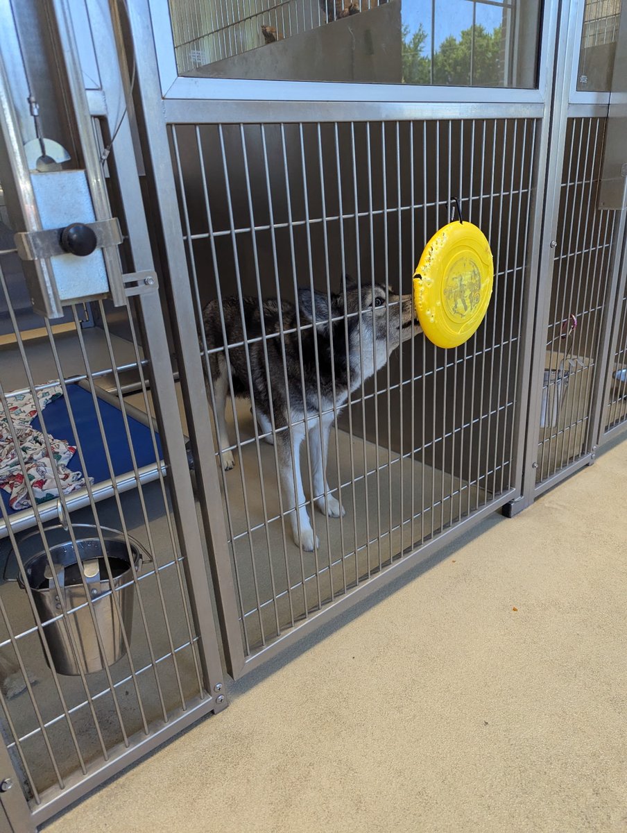 AlamanceCC's tweet image. Students in Kathryn Porter’s ABE class recently created handmade dog pillows and delivered them to the Burlington Animal Shelter—bringing comfort, care, and a little extra love to animals waiting for their forever homes. 🐾 #AdultEdMatters #FundAdultEd  #MakingaDifference